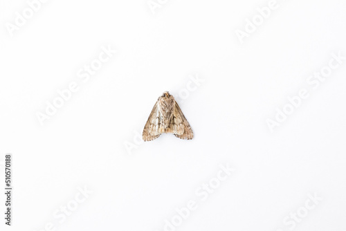 dead nocturnal moth of light brown color lie on a white backdrop close-up isolated