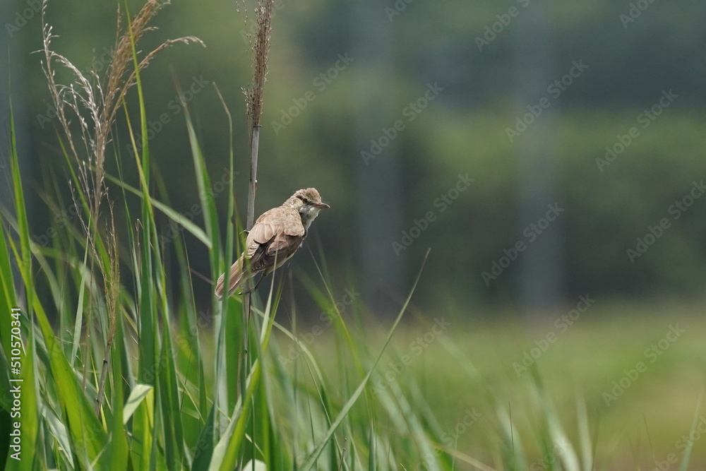 oriental reed warbler in a field