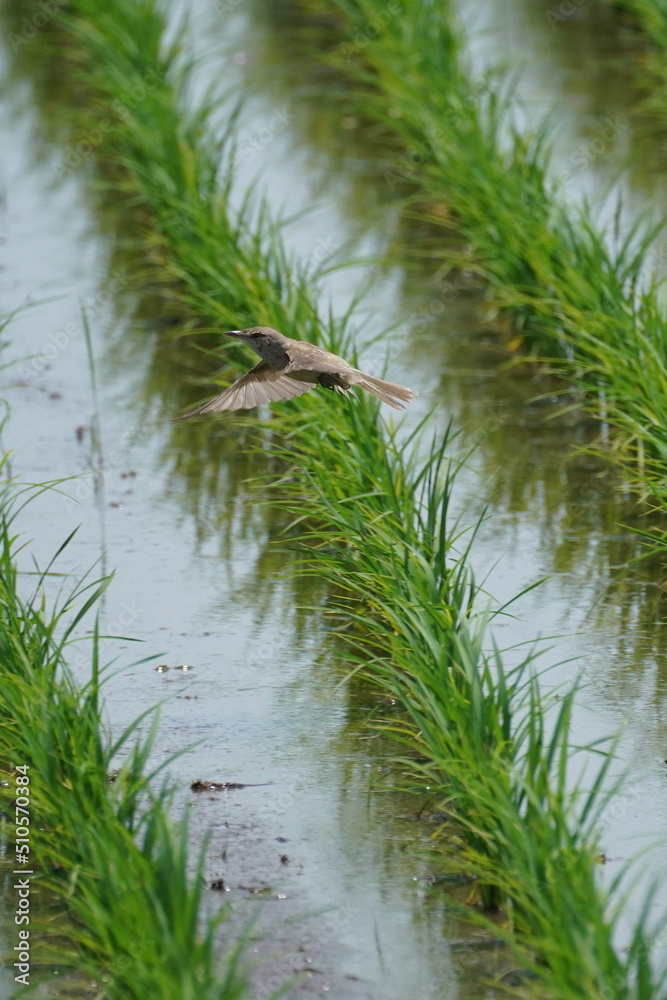 oriental reed warbler is flying in a field oriental reed warbler is flying in a field