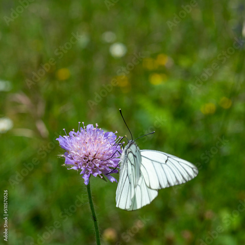 weisser Schmetterling mit schwarzen Strichen auf den Flügeln, Baumweissling oder Kohlweissling genannt, sucht Nektar auf einer pink violetten Blüte auf einer Alpwiese. photo