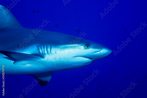 Grey reef shark, Carcharhinus amblyrhynchos, Shaab Rumi Reef, Sudan  © uwimages