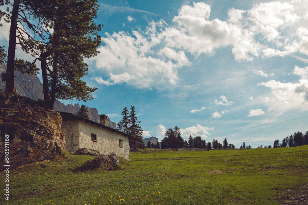 alpine valley in bloom in summer, mountain flowers in the alpine pasture, summer panorama of italian alps