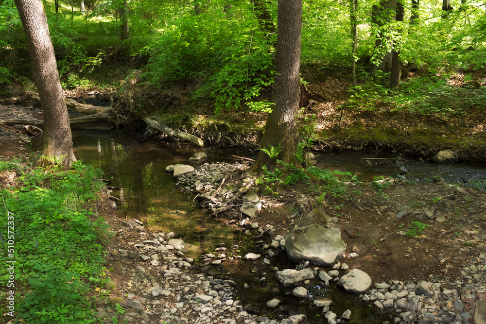 brook in carpathian beech woods. deep forest in dappled light. stones and roots on the shore. green nature scenery in spring