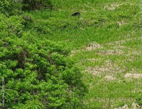 ツキノワグマが出没している耕作放棄地