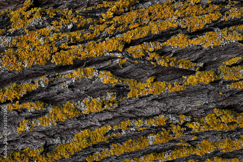 Obraz premium stone wall texture