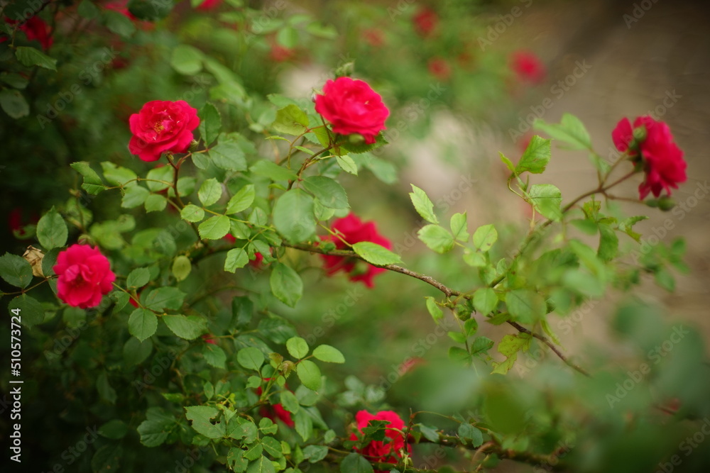 Beautiful bush of vivid pink roses flowers in the garden