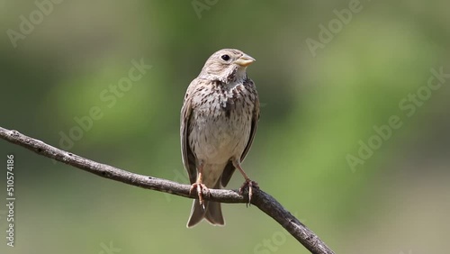 Corn bunting, Emberiza calandra. A bird sits on a branch and sings