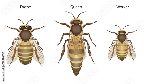 Honey Bee Biology: Queens, Drones and Workers