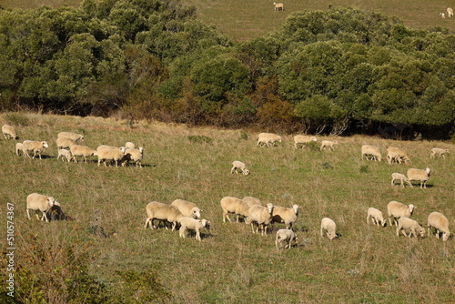 Sheep grazing on a farm near Swellendam, Western Cape, South Africa.