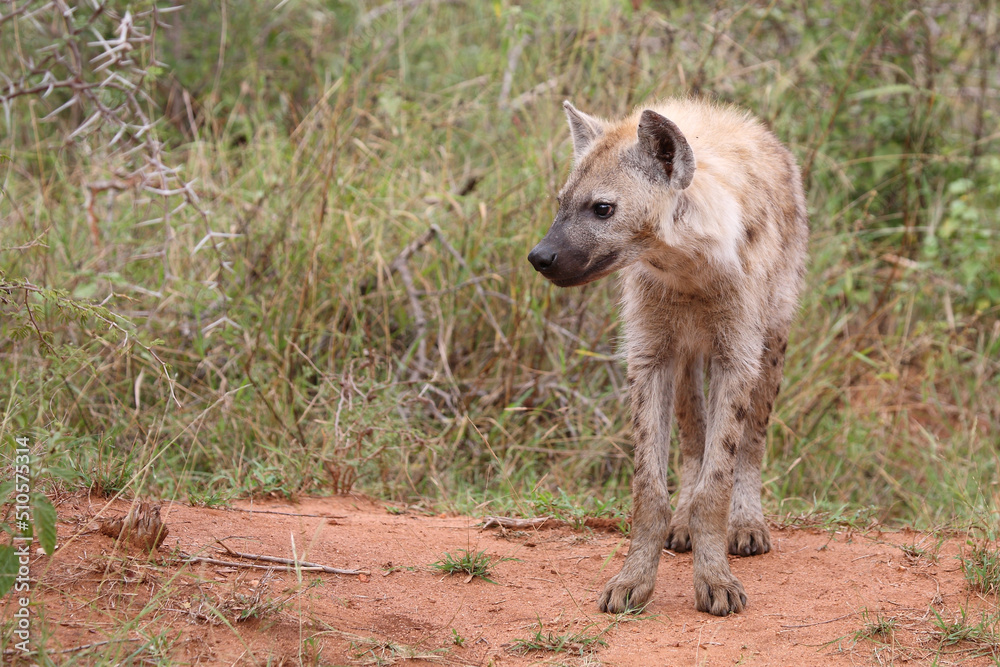 Tüpfelhyäne / Spotted hyaena / Crocuta crocuta... Tüpfelhyäne / Spotted hyaena / Crocuta crocuta...
