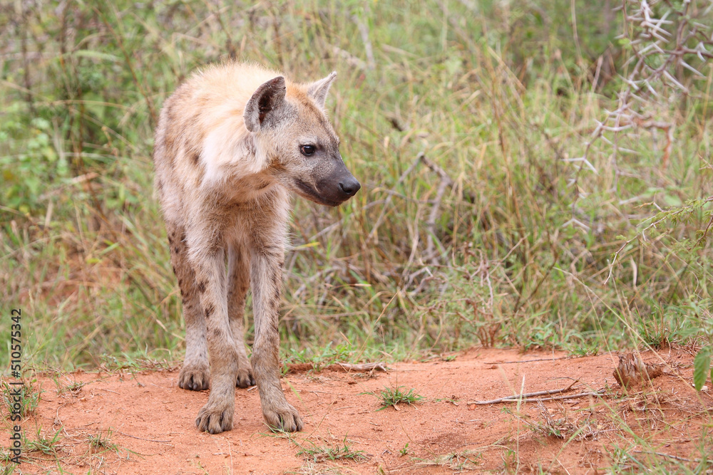 Tüpfelhyäne / Spotted hyaena / Crocuta crocuta... Tüpfelhyäne / Spotted hyaena / Crocuta crocuta...