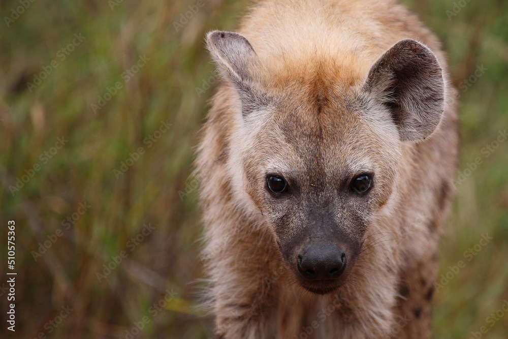 Tüpfelhyäne / Spotted hyaena / Crocuta crocuta... Tüpfelhyäne / Spotted hyaena / Crocuta crocuta...