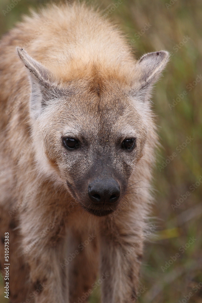 Obraz premium Tüpfelhyäne / Spotted hyaena / Crocuta crocuta...