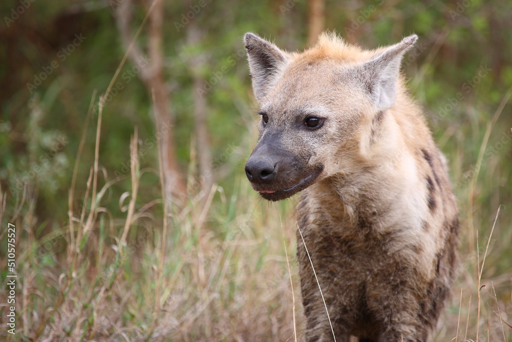Fototapeta premium Tüpfelhyäne / Spotted hyaena / Crocuta crocuta...