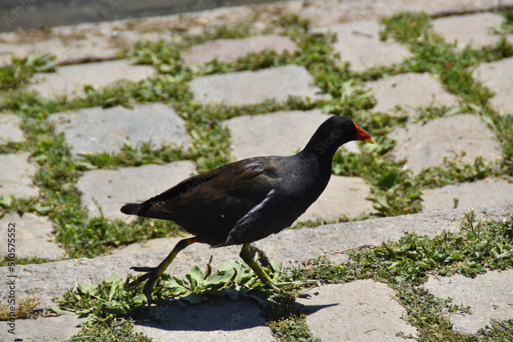 Obraz premium crow on the ground