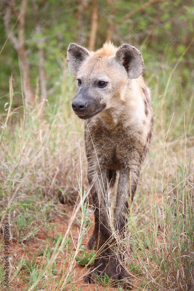 Tüpfelhyäne / Spotted hyaena / Crocuta crocuta... Tüpfelhyäne / Spotted hyaena / Crocuta crocuta...