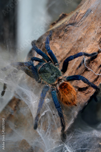 Chromatopelma cyaneopubescens aka greenbottle blue tarantula on a piece of wood among a spiders web