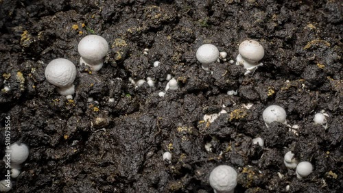 Champignon Mushrooms Growth in Time Lapse on a Soil Background. Microorganisms Life in the Ground While Watering photo