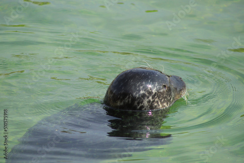 A close up of a seal in water