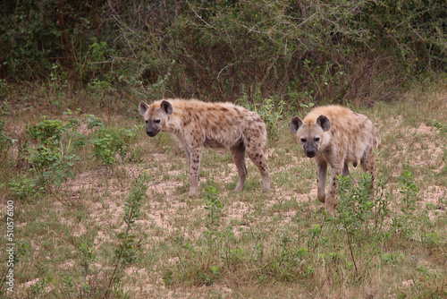 Tüpfelhyäne / Spotted hyaena / Crocuta crocuta...