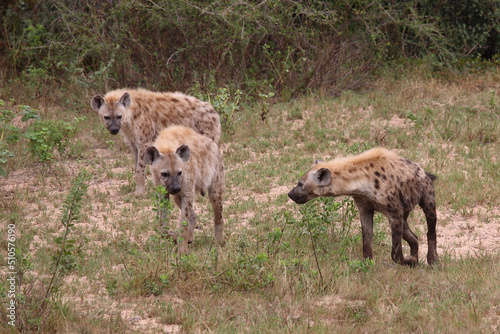 Tüpfelhyäne / Spotted hyaena / Crocuta crocuta...