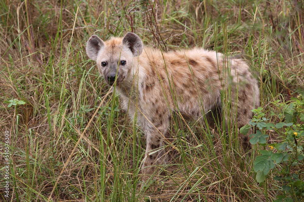 Tüpfelhyäne / Spotted hyaena / Crocuta crocuta... Tüpfelhyäne / Spotted hyaena / Crocuta crocuta...