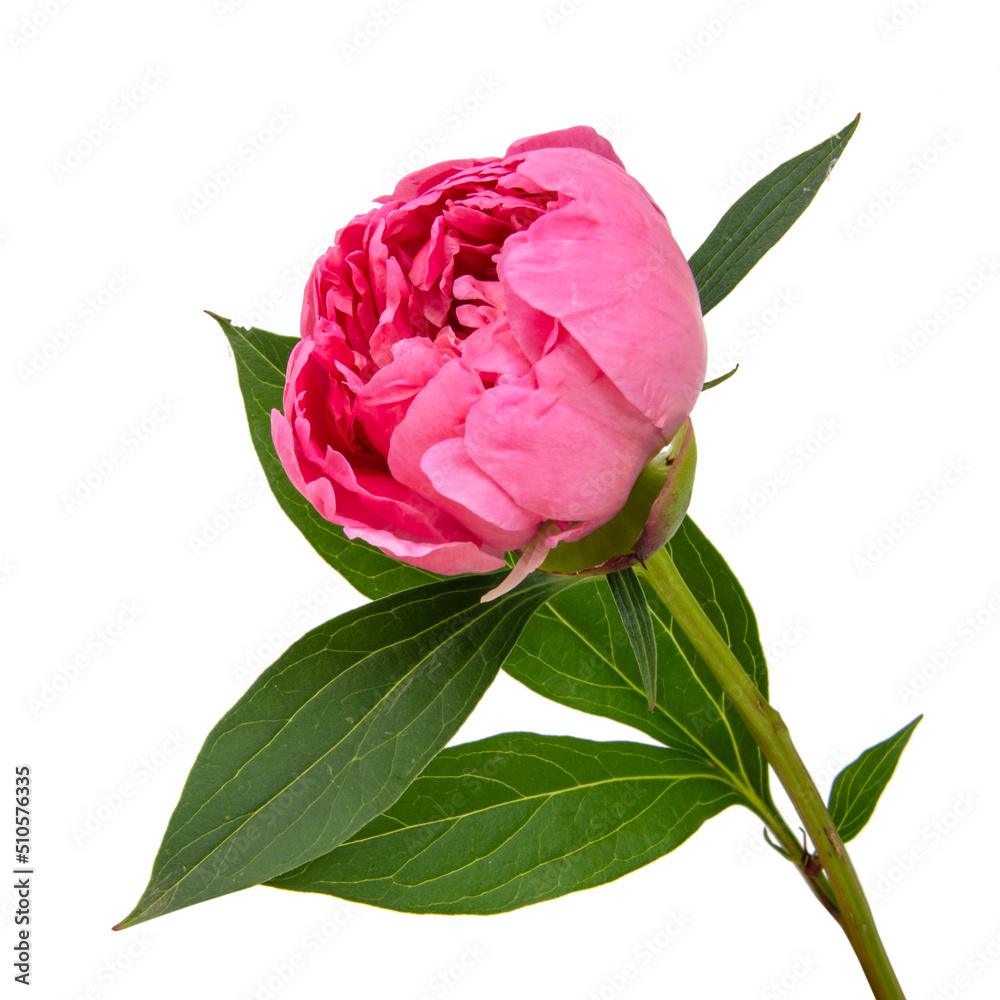 Elegant beautiful peony flower isolated on the white background Elegant beautiful peony flower isolated on the white background