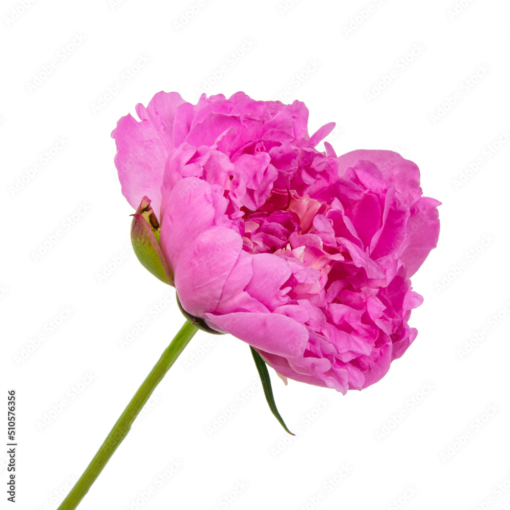 Elegant beautiful peony flower isolated on the white background