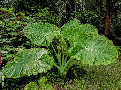 Giant elephant ear plant. Image, picture and stock photo.