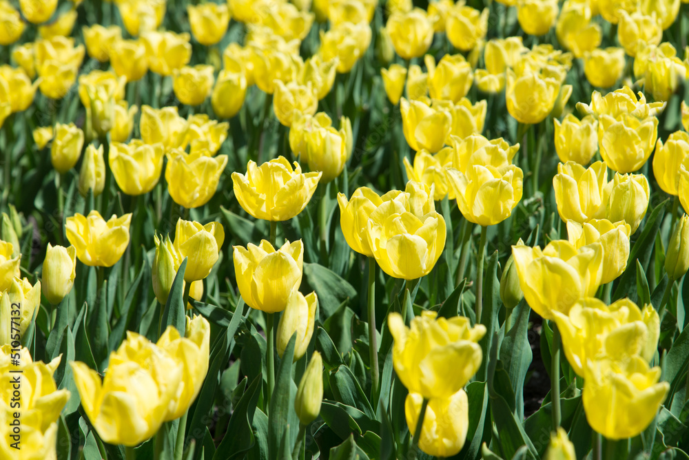 Yellow tulips bloom under sunshine in the garden. Yellow tulips bloom under sunshine in the garden.