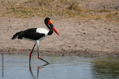 Sattelstorch / Saddle-billed stork / Ephippiorhynchus senegalensis