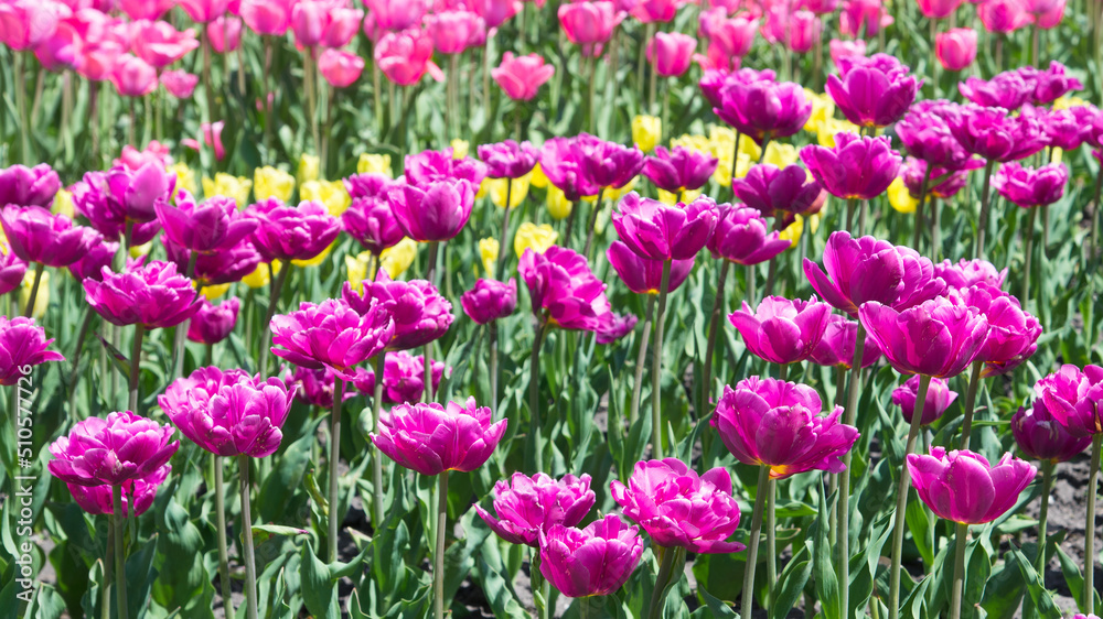 Yellow and red tulips bloom under sunshine in the garden.