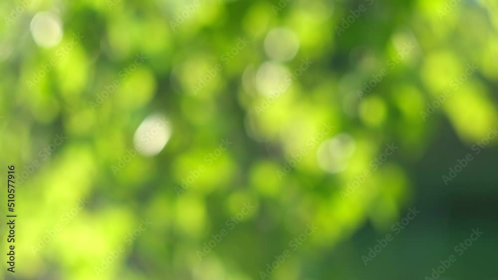 Blurred summer natural background. Juicy and bright backdrop. Beautiful defocused leaves. Abstract nature. Natural Bokeh effect with sun rays. Green color light bokeh nature background. Greenery. Blurred summer natural background. Juicy and bright backdrop. Beautiful defocused leaves. Abstract nature. Natural Bokeh effect with sun rays. Green color light bokeh nature background. Greenery.