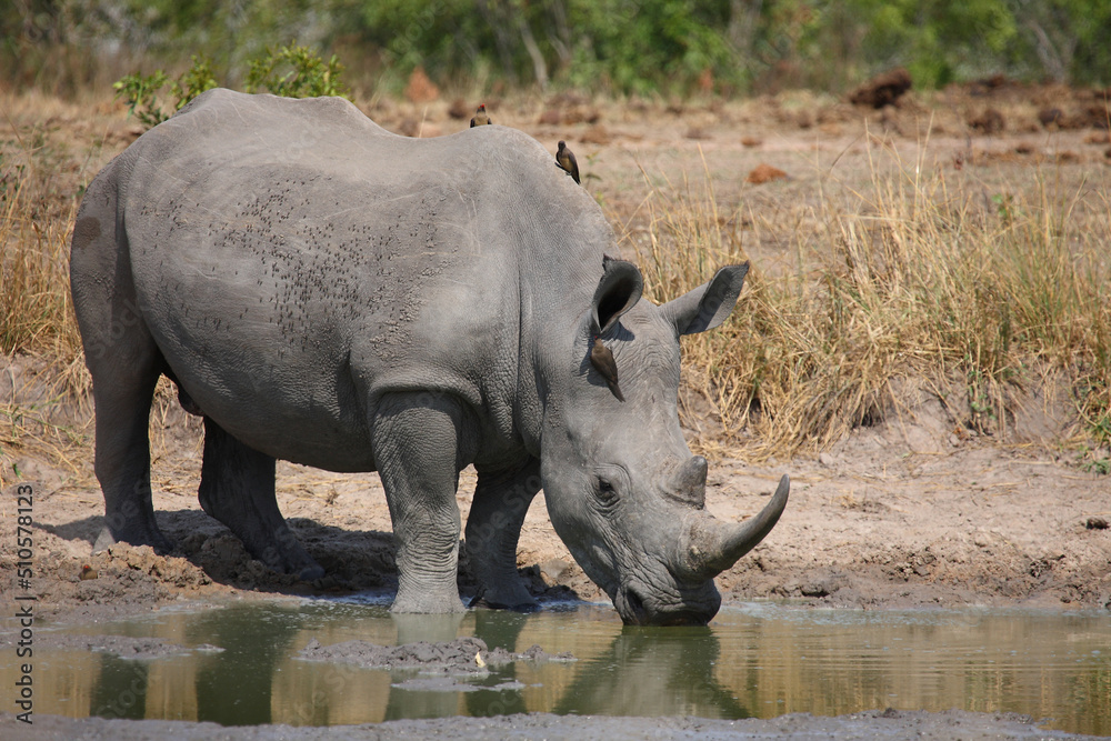 Obraz premium Breitmaulnashorn und Rotschnabel-Madenhacker / Square-lipped rhinoceros and Red-billed oxpecker / Ceratotherium simum et Buphagus erythrorhynchus.
