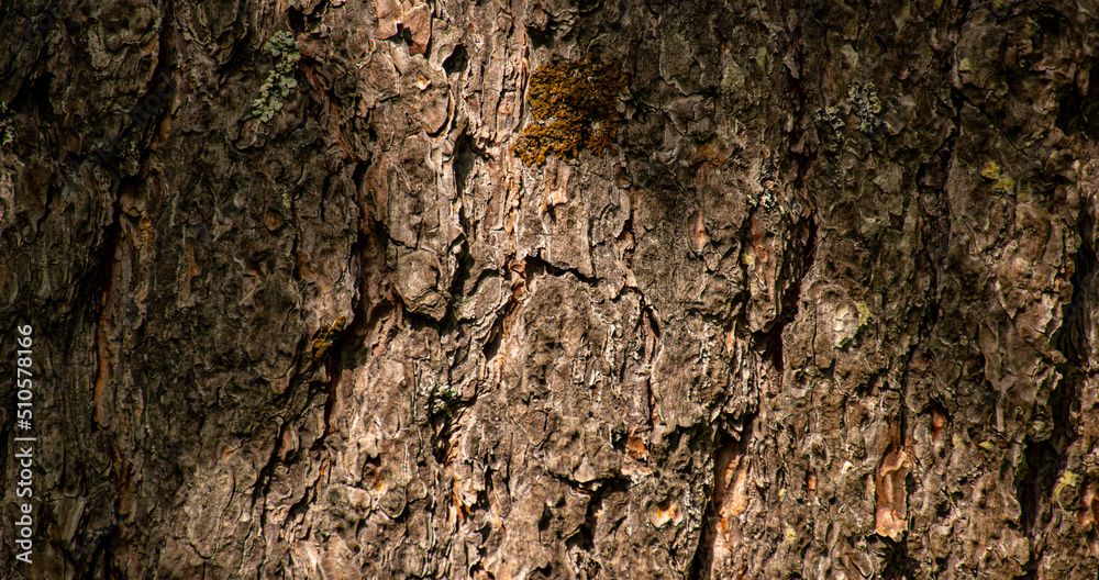 bark of a tree bark of a tree