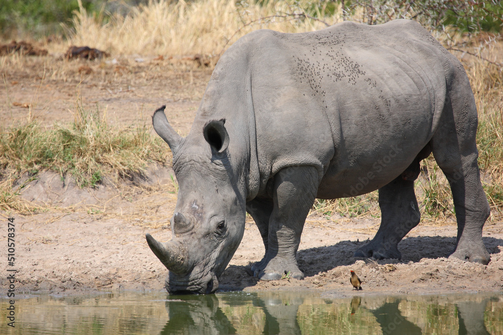 Obraz premium Breitmaulnashorn und Rotschnabel-Madenhacker / Square-lipped rhinoceros and Red-billed oxpecker / Ceratotherium simum et Buphagus erythrorhynchus