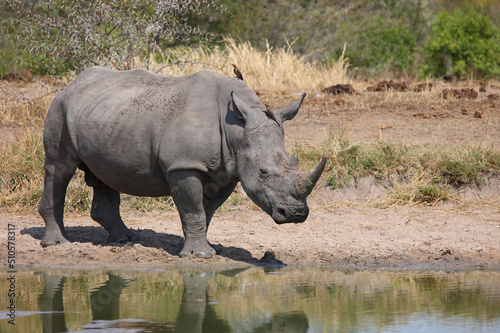 Breitmaulnashorn und Rotschnabel-Madenhacker / Square-lipped rhinoceros and Red-billed oxpecker / Ceratotherium simum et Buphagus erythrorhynchus