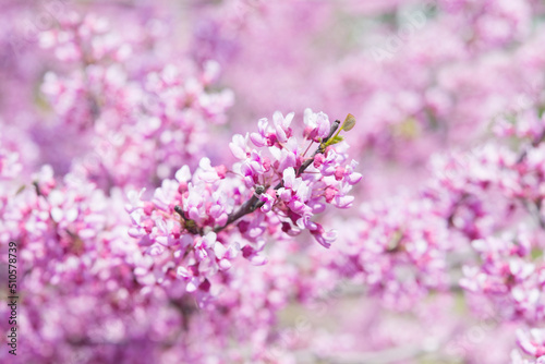  spring flowering tree, pink flower, flowers without leaves, background, selective focus, shallow depth of field © Olena Svechkova