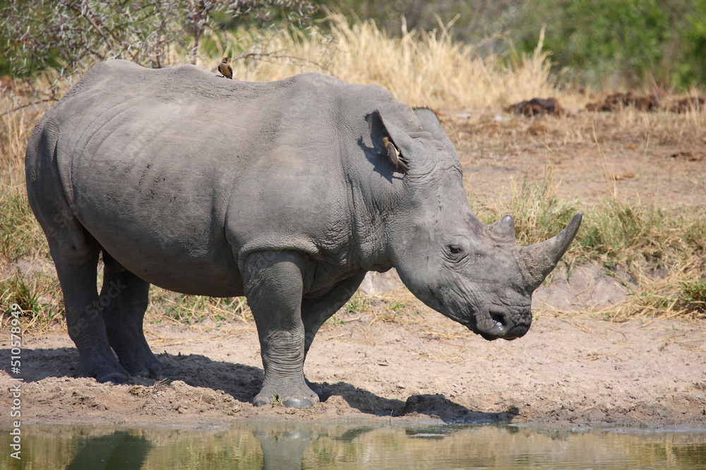Obraz premium Breitmaulnashorn und Rotschnabel-Madenhacker / Square-lipped rhinoceros and Red-billed oxpecker / Ceratotherium simum et Buphagus erythrorhynchus