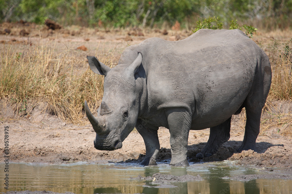 Breitmaulnashorn / Square-lipped rhinoceros / Ceratotherium simum Breitmaulnashorn / Square-lipped rhinoceros / Ceratotherium simum
