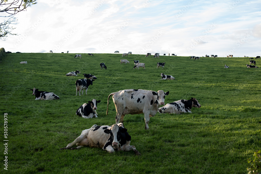 Cows in a Field on a Spring Afternoon Cows in a Field on a Spring Afternoon