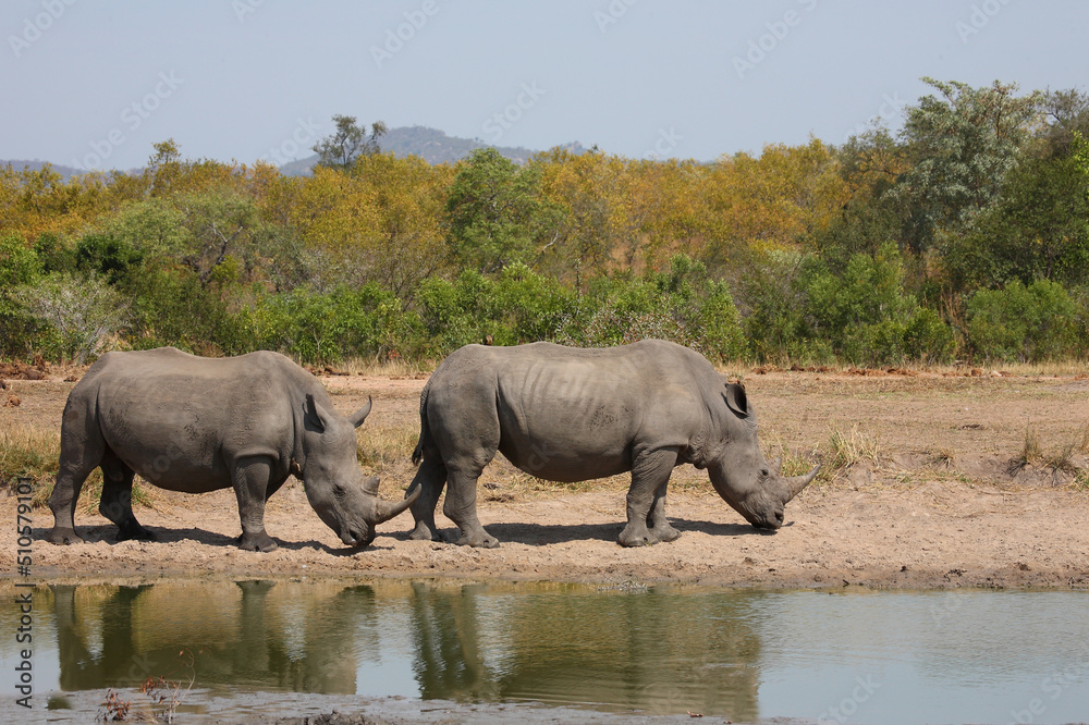 Fototapeta premium Breitmaulnashorn / Square-lipped rhinoceros / Ceratotherium simum