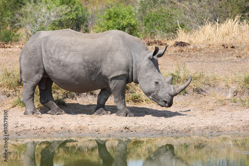 Breitmaulnashorn   Square-lipped rhinoceros   Ceratotherium simum