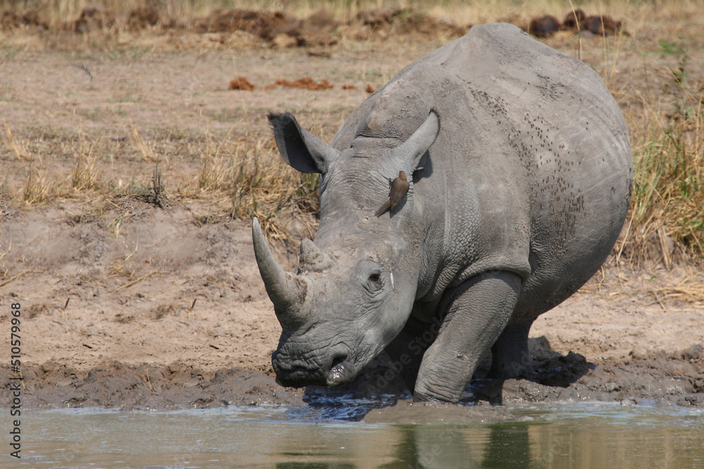 Obraz premium Breitmaulnashorn und Rotschnabel-Madenhacker / Square-lipped rhinoceros and Red-billed oxpecker / Ceratotherium simum et Buphagus erythrorhynchus