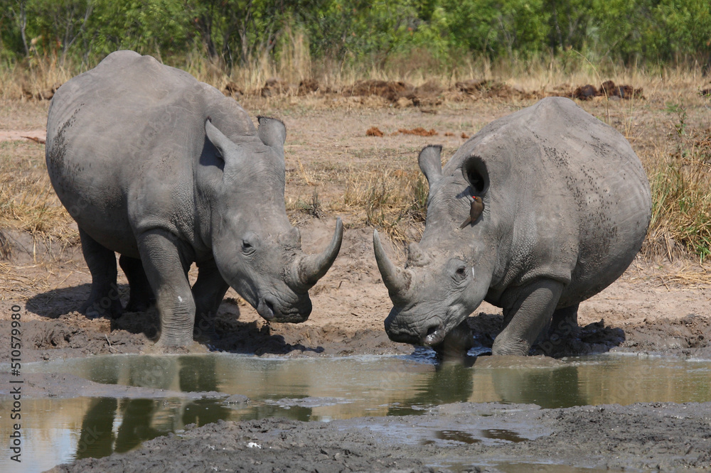 Breitmaulnashorn / Square-lipped rhinoceros / Ceratotherium simum Breitmaulnashorn / Square-lipped rhinoceros / Ceratotherium simum