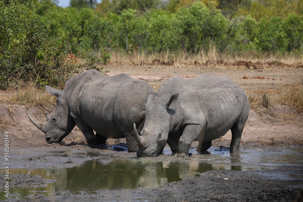 Breitmaulnashorn / Square-lipped rhinoceros / Ceratotherium simum
