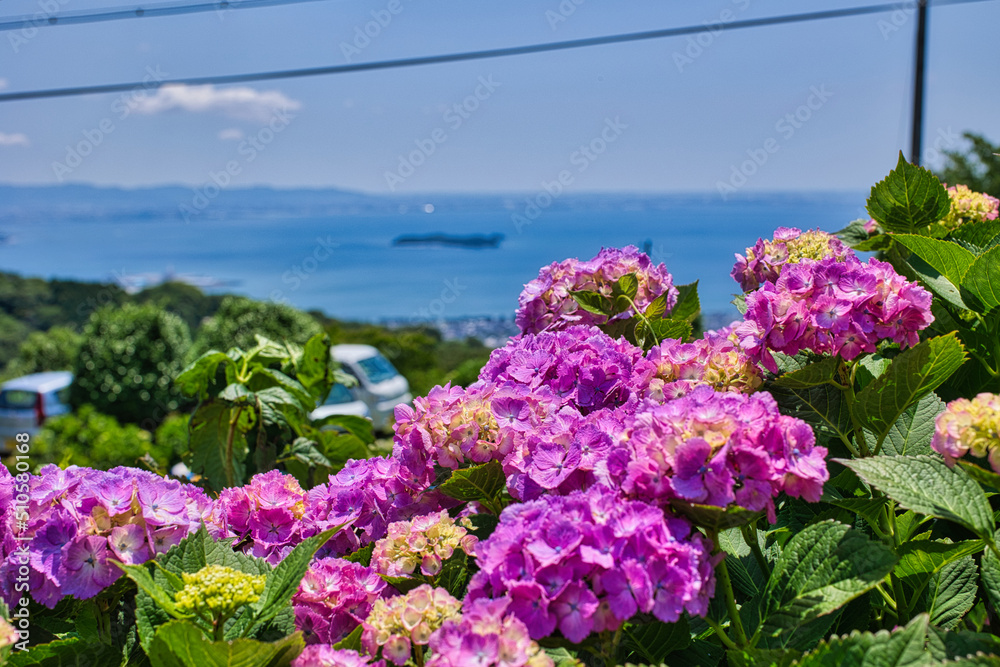 山頂に咲くきれいな紫陽花と海辺の街並み