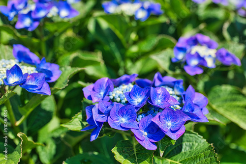 Obraz na płótnie きれいな紫色の紫陽花のクローズアップ w salonie