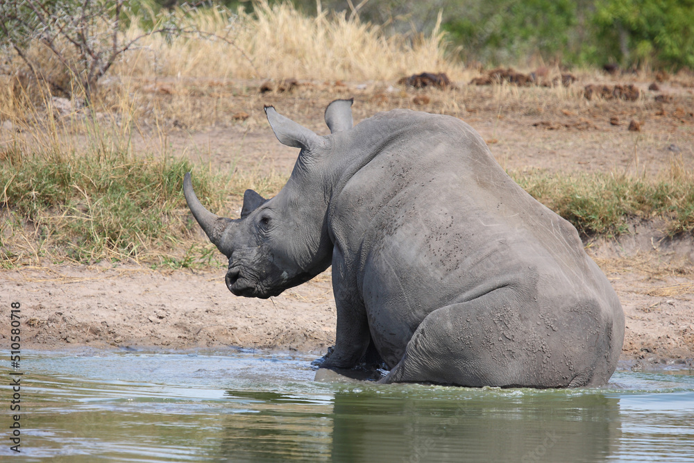 Obraz premium Breitmaulnashorn / Square-lipped rhinoceros / Ceratotherium simum