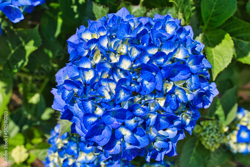 Obraz na płótnie きれいな青色の紫陽花クローズアップ w salonie